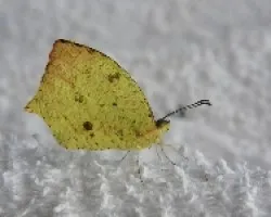 Mariposa .Pieridae eurema xanthochlora