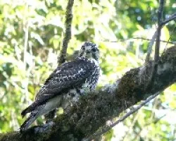 Buteo swainsoni