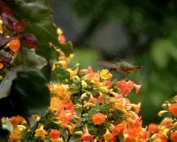 Flores,colibrí y lluvia.