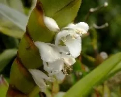 Bromelia flor blanca