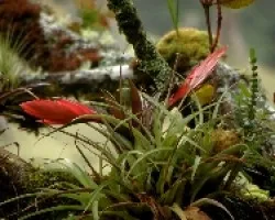 Bromelia flor roja