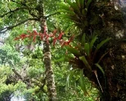 Bromelia con flor