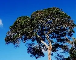 Arboles del Parque