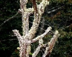 Arboles del Parque