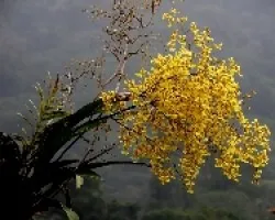 Orquidea.Oncydium 2.