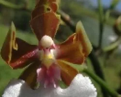 Oncydium en el bosque