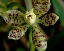 Orquidea en el bosque