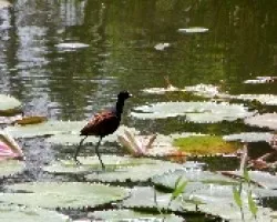 Jacana spinosa