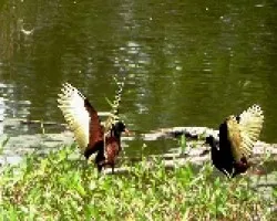 Jacana spinosa
