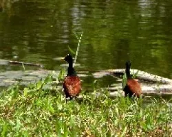 Jacana spinosa