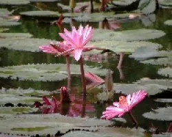 Lirio de agua, dedicado a Momiji.