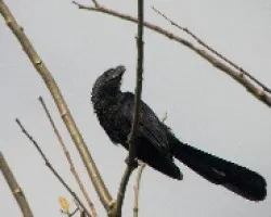 Crotophaga ani