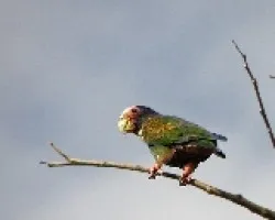 Pionus senilis