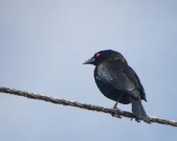Pius