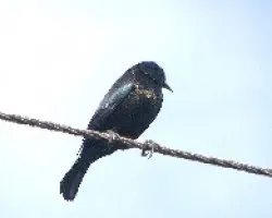 Molothrus aeneus