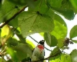 Pheucticus ludovicianus