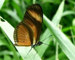 Ithomiinae o heliconiinae