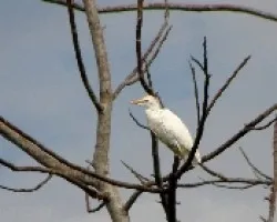 Bubulcus ibis.