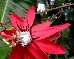 Passiflora vitifolia