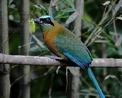 Bobo comiendo un gusano ciprés.