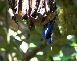 Cyanerpes cyneus