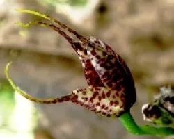 Masdevallia picturata