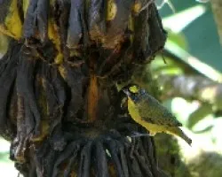 Euphonia hirundinacea