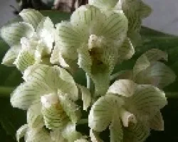 Clowesia warcewiczi