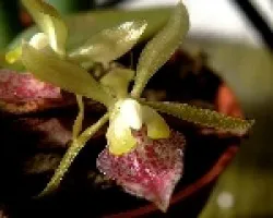 Orquidea miniatura