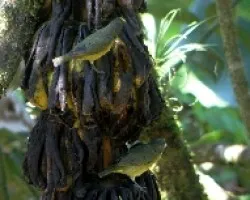 Euphonia hirundinacea