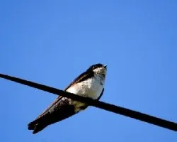 Pygochelidon cyanoleuca