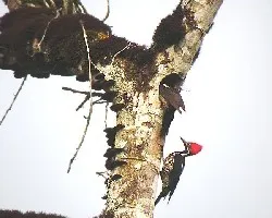 Dricopus liniatus.