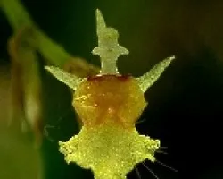 Orquidea de 4 milímetro