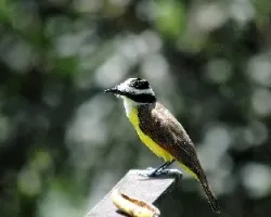 Pitangus sulphuratus