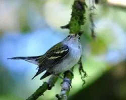 Dendroica pensylvanica