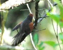 Synallaxis brachyura