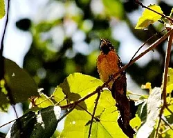 Icterus galbula