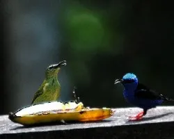 Cyanerpes cyaneus