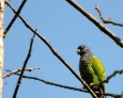 Pionus Menstruus.