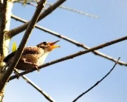 Troglodytes aedon