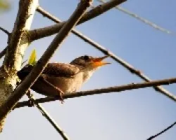 Troglodytes aedonm