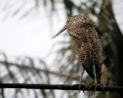 Trigrisoma lineatum