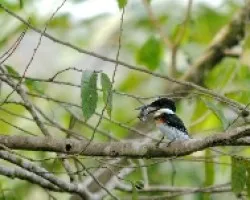 Chloroceryle americana.