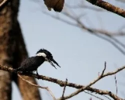 Megaceryle alcyon
