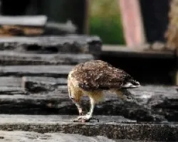 Milvago chimachima