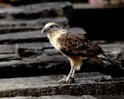 Milvago chimachima