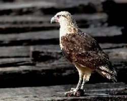 Milvago chimachima
