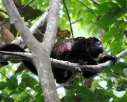 Ateles Geoffroyi