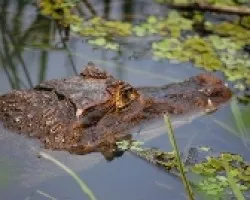 Caiman crocodilus