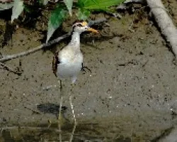 Jacana spinosa